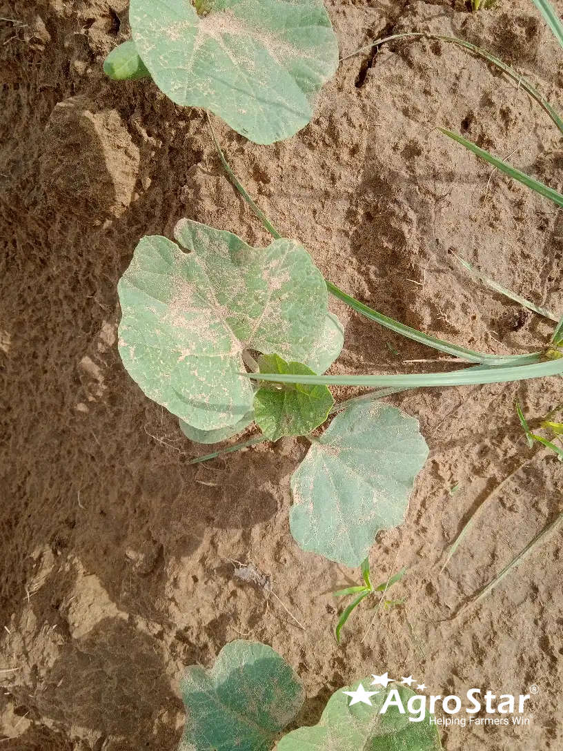 [object Object]